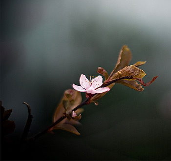 网络ddos攻击软件