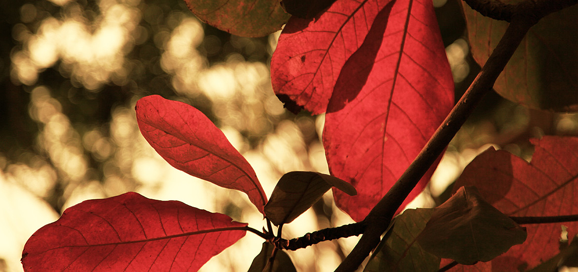 网络ddos攻击软件